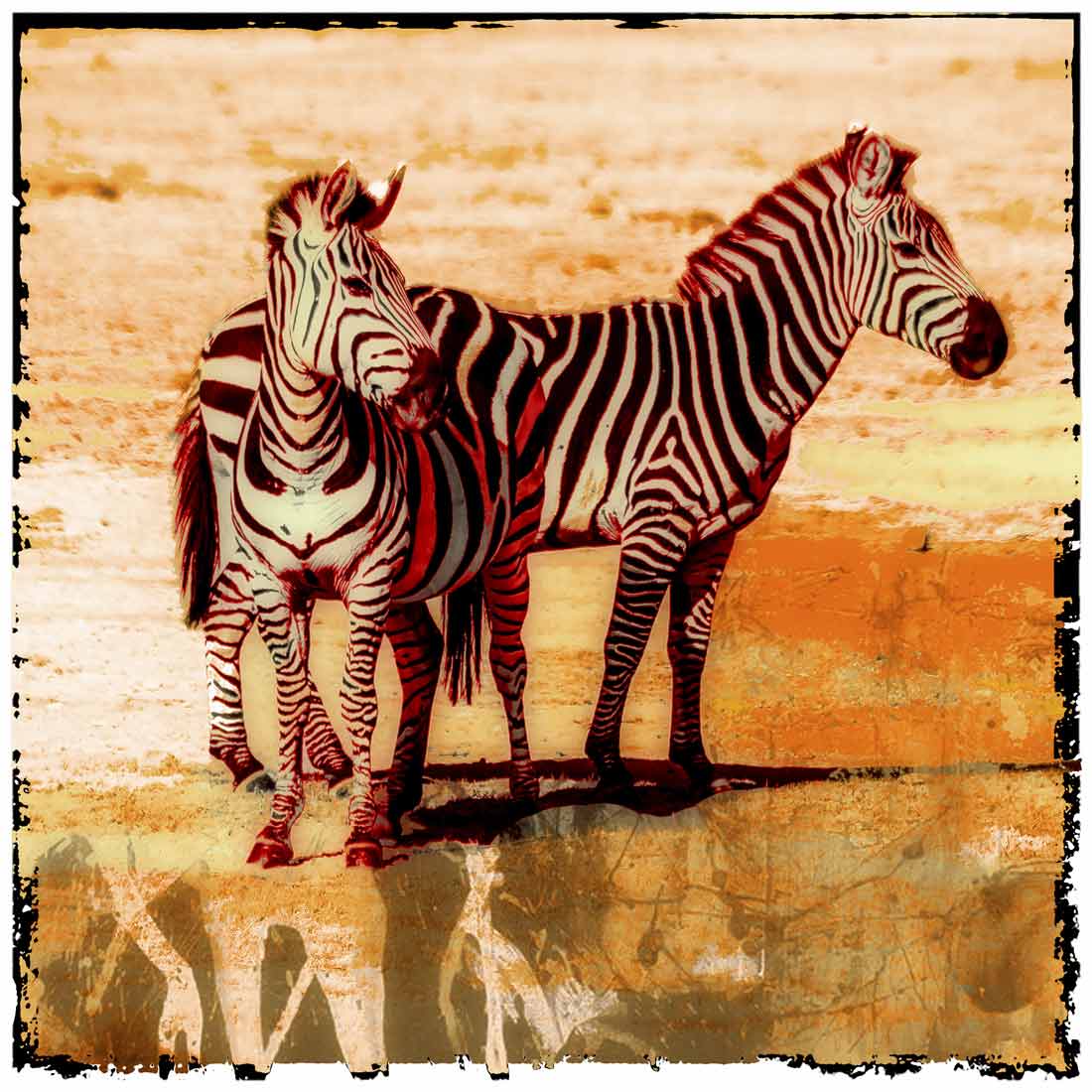 mit Zebras Tierbild